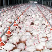 ادعای زیان ۱۵ هزار تومانی مرغداران در فروش هر کیلو مرغ