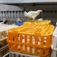 زیان ۱۵ هزار تومانی مرغداران در فروش هر کیلو مرغ
