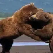 نبرد شدید بین خرس ها برای ماهی