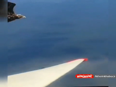 ویدیویی دیدنی از تلاش پرنده برای نشستن روی بال هواپیما!