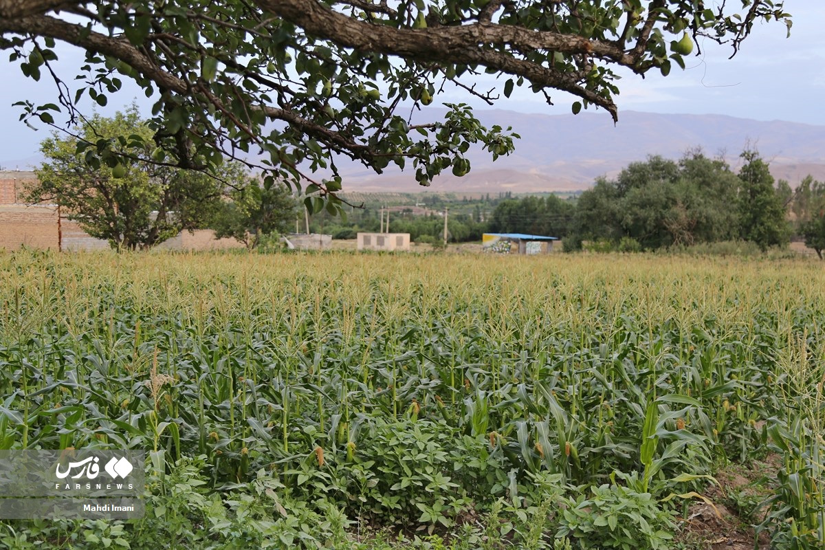 شیر بلال اَهَر