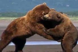 نبرد شدید بین خرس ها برای ماهی