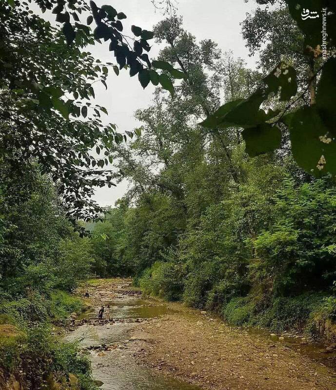 پارک خوش آب و هوای جنگلی کَشپِل