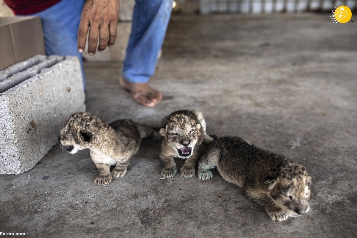 تولد سه بچه شیر زیر آتش جنگ در غزه