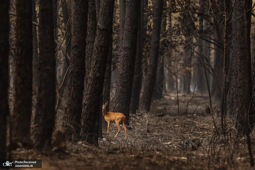 آهویی در جنگلی سوخته پس از آتش سوزی در فرانسه