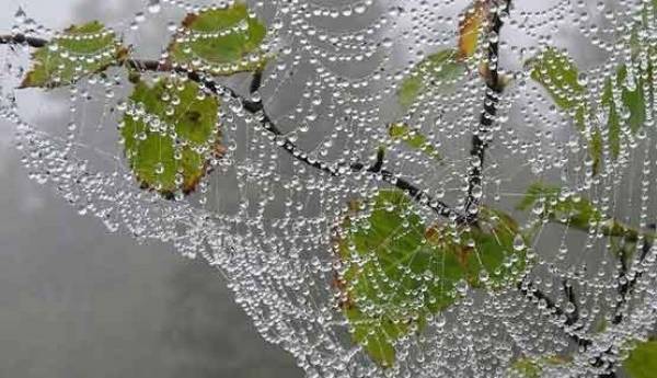 تار عنکبوت چگونه از هوا آب جذب می کند؟