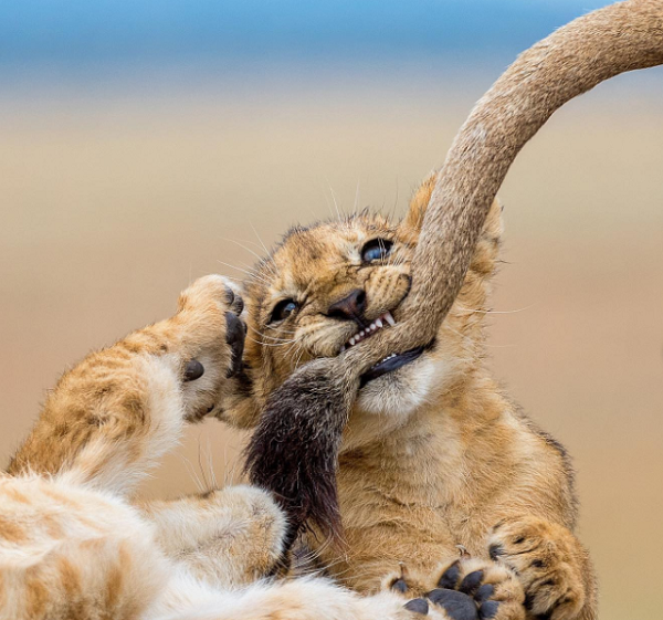 تصاویری زیبا از بازیگوشی توله شیرها