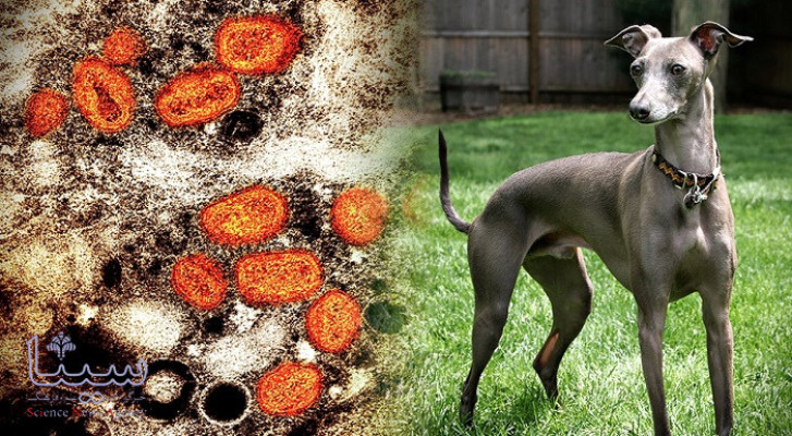 انسان ها آبله میمونی را به سگ های خانگی منتقل می کنند