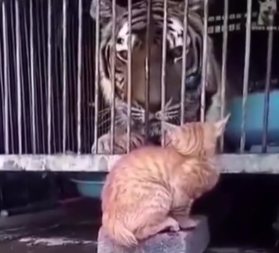 این داستان؛ گربه سلطان جنگل!