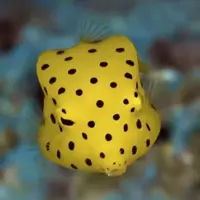 ویدئویی جالب از طرح زیبای پولک های یک ماهی 