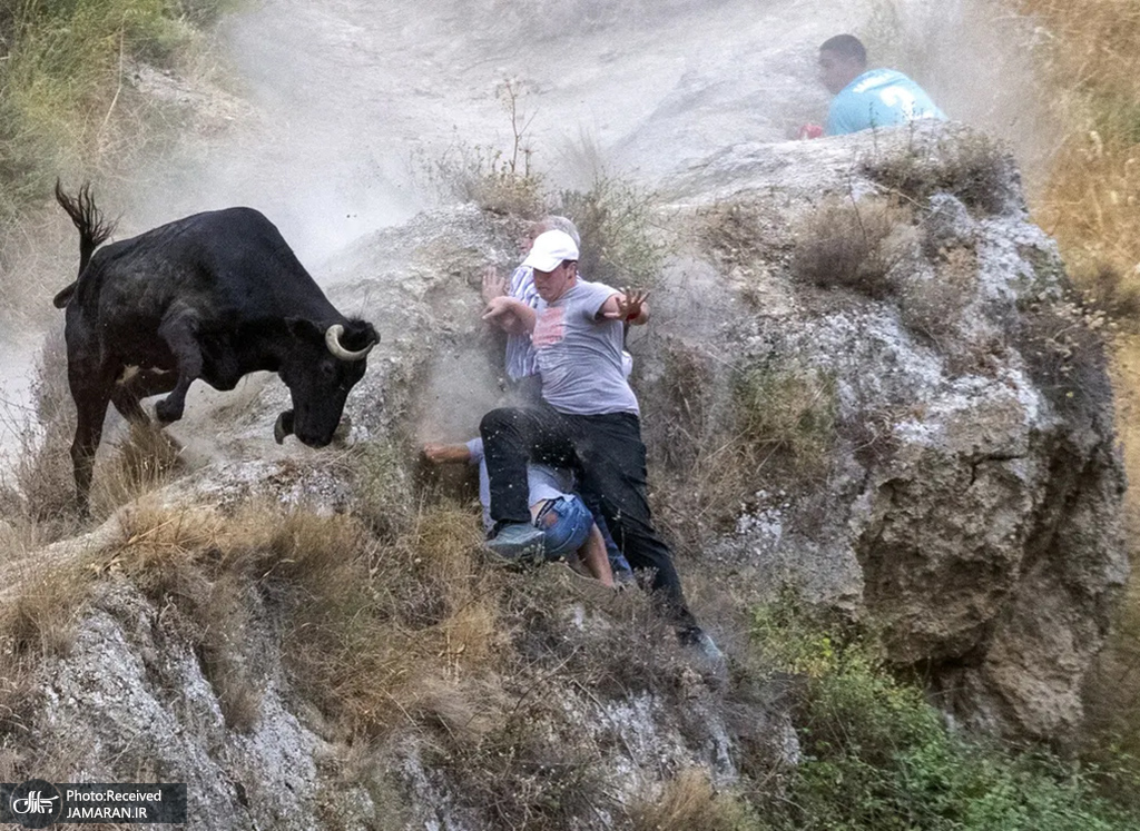 مراسم فرار از گله گاوهای نر در اسپانیا