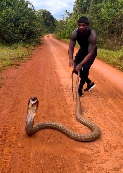 بازی با مار کبرای عظیم الجثه!