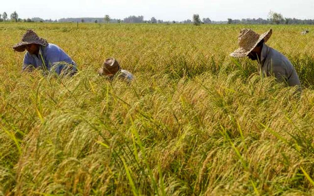 گرمای هوا مرگ دو کشاورز فومنی را رقم زد