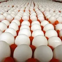 دو عامل مؤثر در افزایش قیمت تخم‌مرغ‌ در تهران