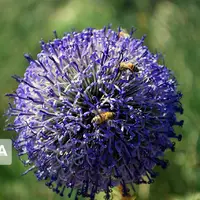 حشره‌کش‌ها باعث ایجاد صدمه مغزی در زنبورهای عسل می‌شوند