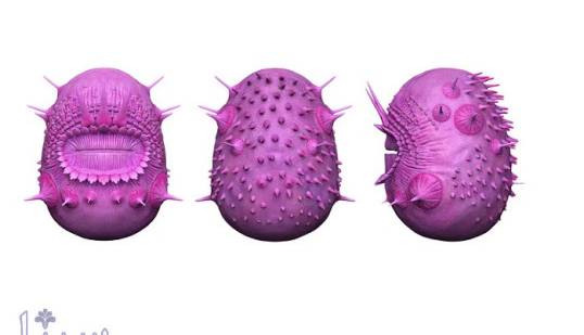 تکذیب یک نظریه تکاملی: مینیون جد انسان نیست