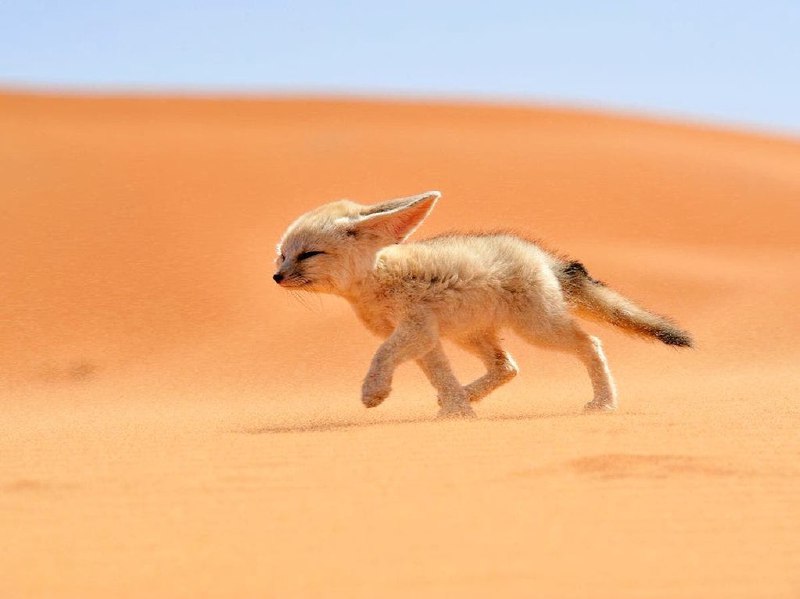 کوچکترین روباه جهان
