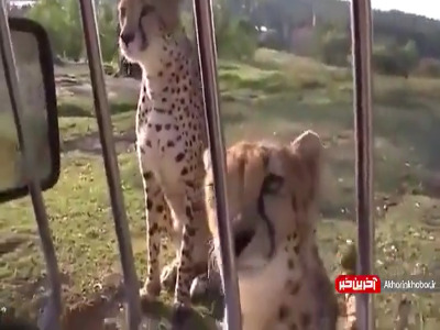 تاحالا صدای یوزپلنگ شنیدین؟