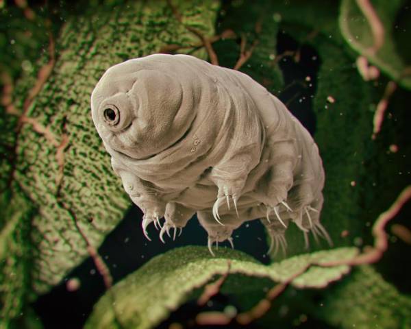 سخت جان‌ترین موجود زنده را بشناسید!