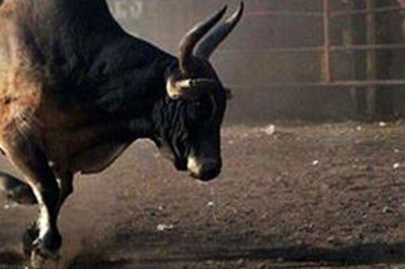 فرار یک گاو وحشی از کشتارگاه و حمله به مردم