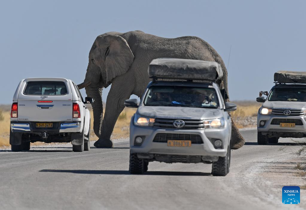خودروی گردشگران و کرگدن‌ها در نامیبیا