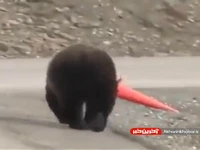 اقدام عجیب یک خرس در جاده!