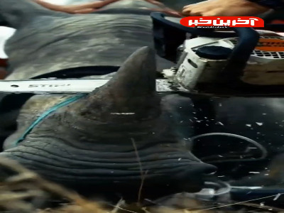 بریدن شاخ کرگدن