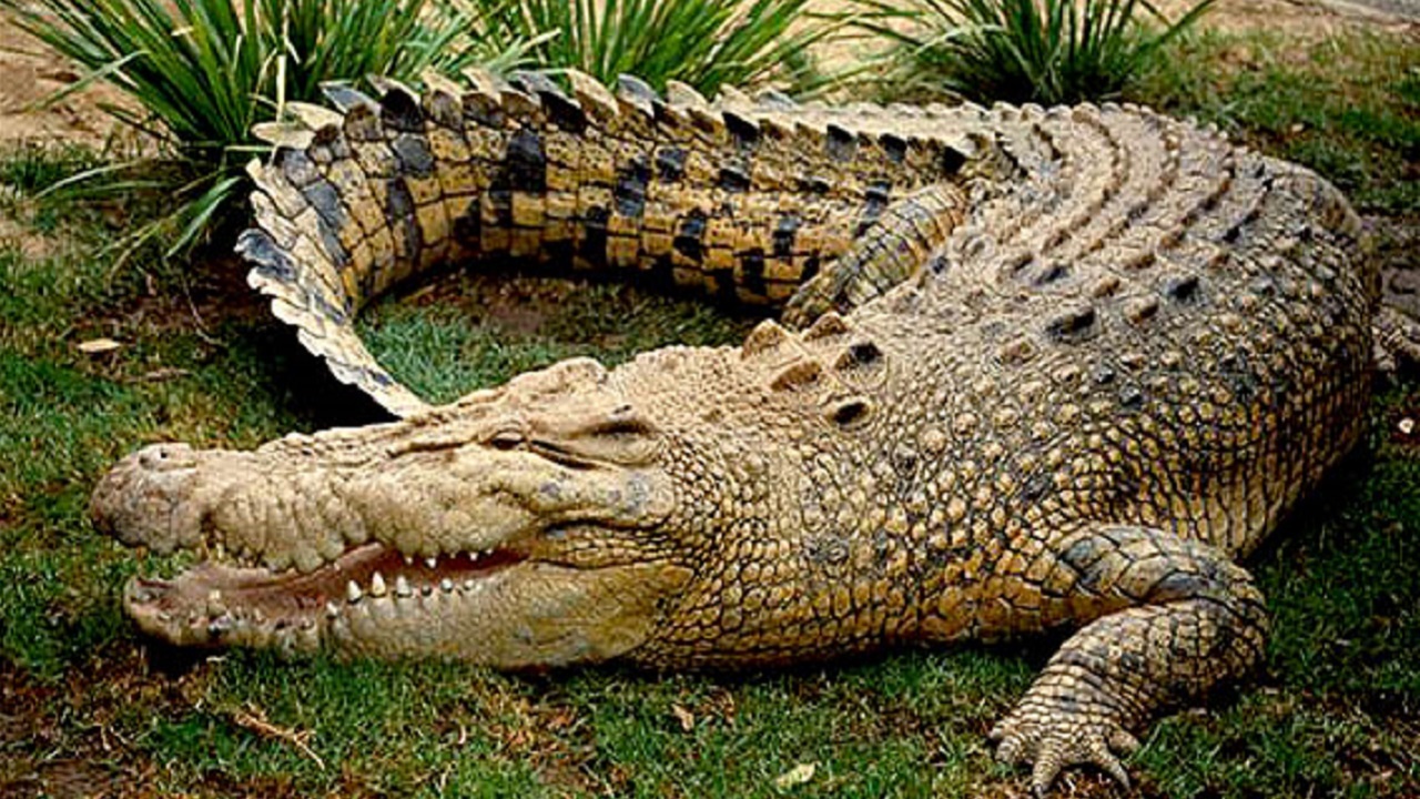 حمله شدید تمساح به مربی اش در جشن تولد کودکان