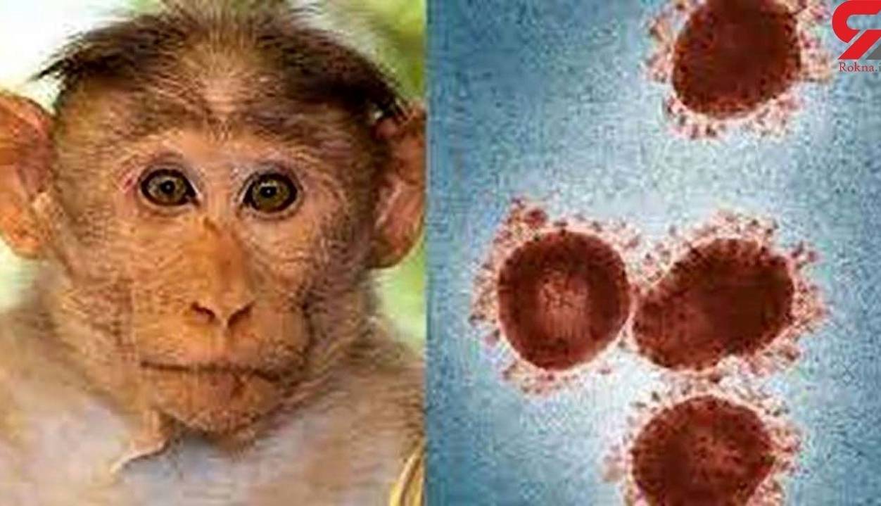 سخنگوی علوم‌پزشکی اصفهان: آبله میمون همه‌گیر نمی‌شود