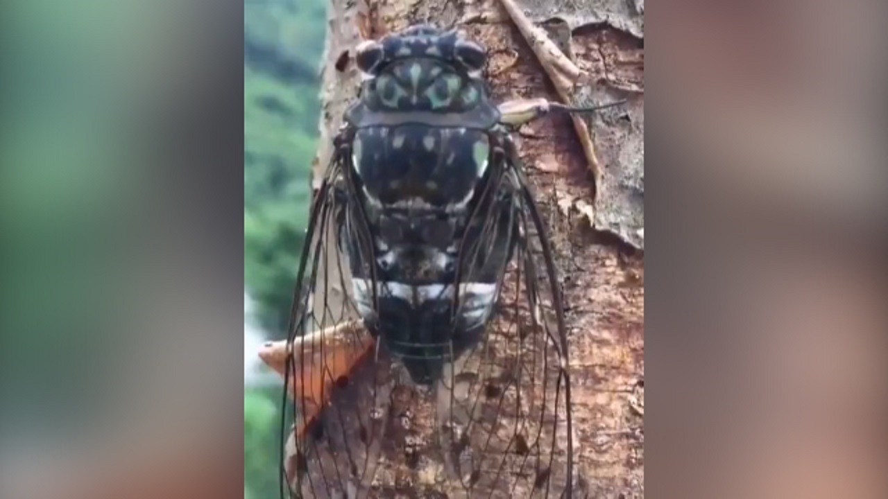 حشره‌ای با صدای آمبولانس