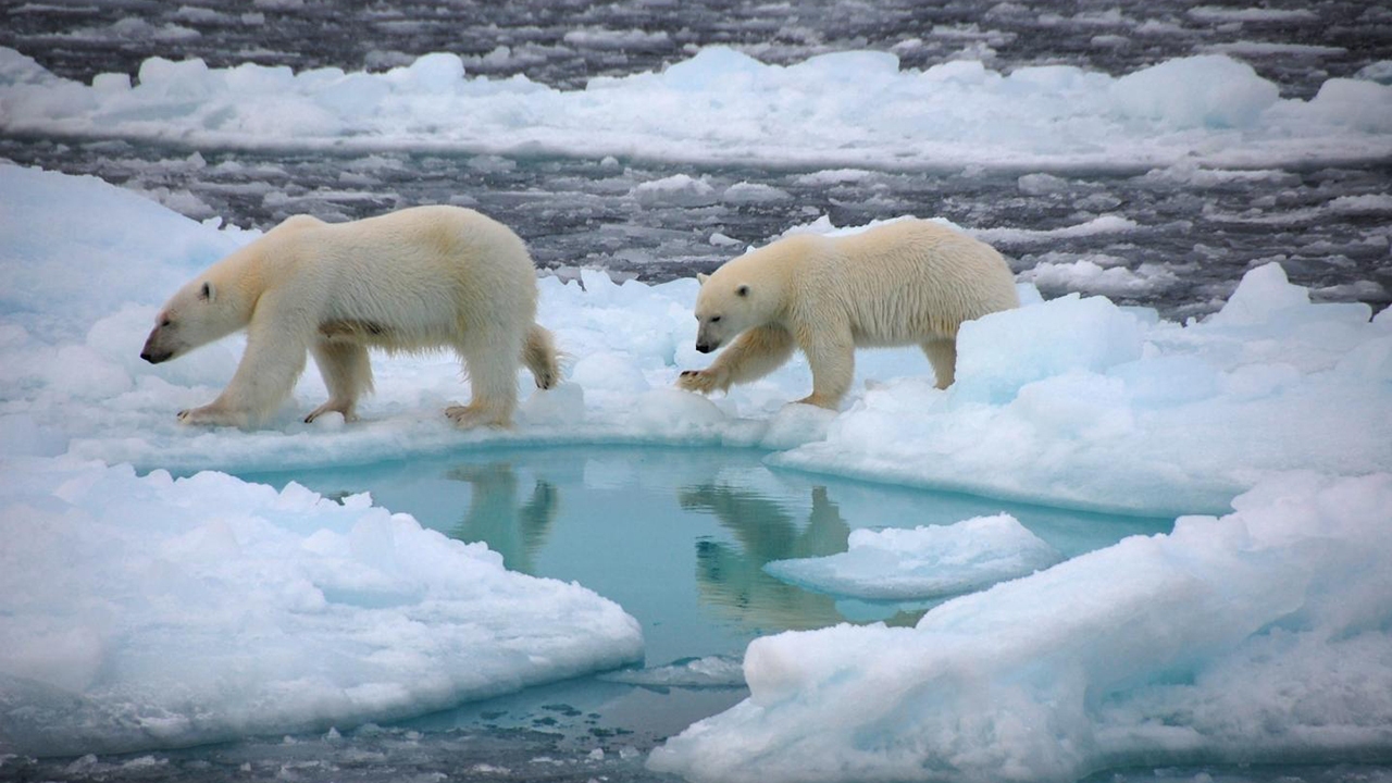 فیلم مستند «اسطوره‌های قطب شمال»