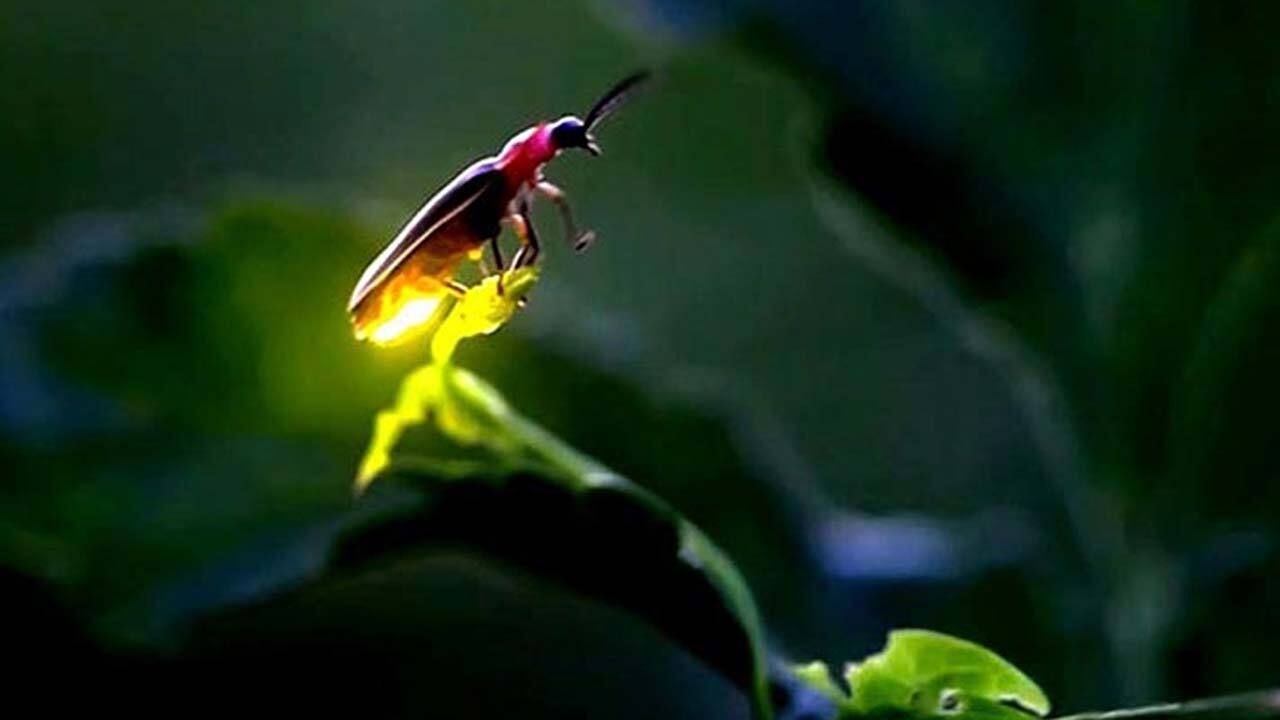 نمای نزدیک از یک کرم شب تاب