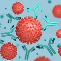 کشف یک آنتی‌بادی کلیدی برای خنثی کردن همه سویه‌های کروناویروس