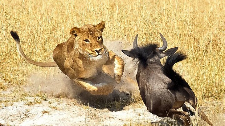 تلاش موفقِ گوزن یالدار در فرار از دست یک گله شیر