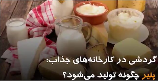 گردشی در کارخانه‌های جذاب؛ پنیر چگونه تولید می شود؟