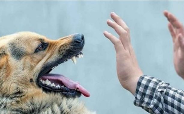 احتمال محکومیت شهروندان در صورت حمله “سگ‌های صاحب‌دار” به آنها!