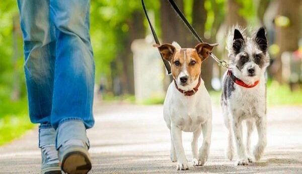 سردار رحیمی: سگ گردانی در معابر جرم است
