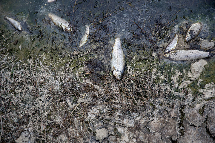 شکسته شدن سد و تلف شدن هزاران ماهی