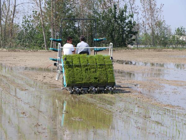 کشت مکانیزه برنج در ۱۴۱ هزار هکتار از شالیزارهای مازندران