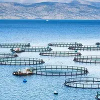 ظرفیت تولید پرورش ماهی در قفس استان بوشهر ۱۵۰ درصد افزایش یافت