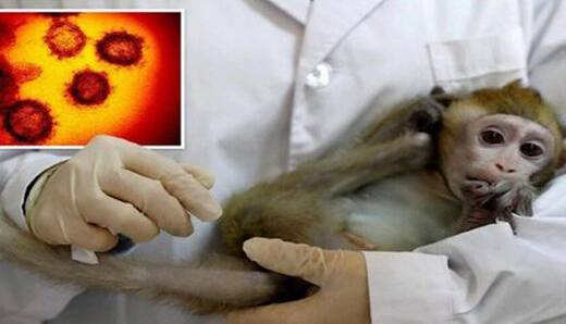 سازمان جهانی بهداشت: آبله میمونی در اروپا فروکش کرد