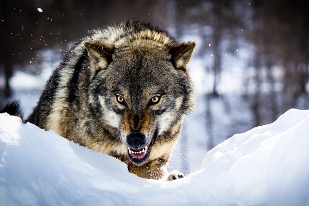 جدال سهمگین گرگ گرسنه  با بوفالو تا سرحد مرگ!
