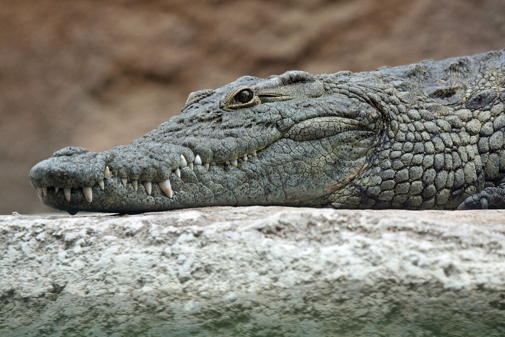 خوش شانسی شاخ‌چنگی تیره در حمله تمساح