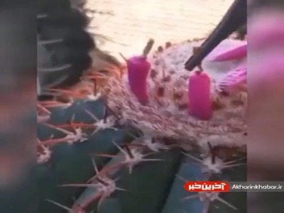 میوه کاکتوس رو دیده بودین؟