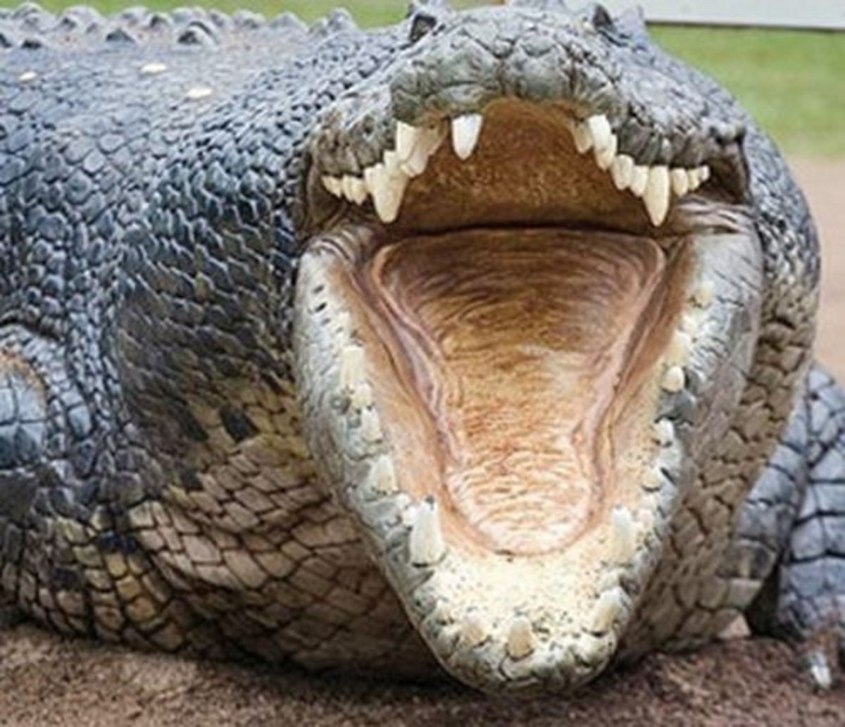 بلعیدن تمساح توسط همنوع خودش!