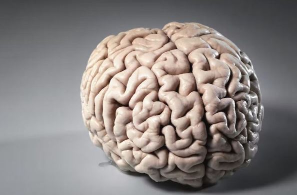 کدام حیوان نسبت به جثه‌اش بزرگ‌ترین مغز را دارد؟