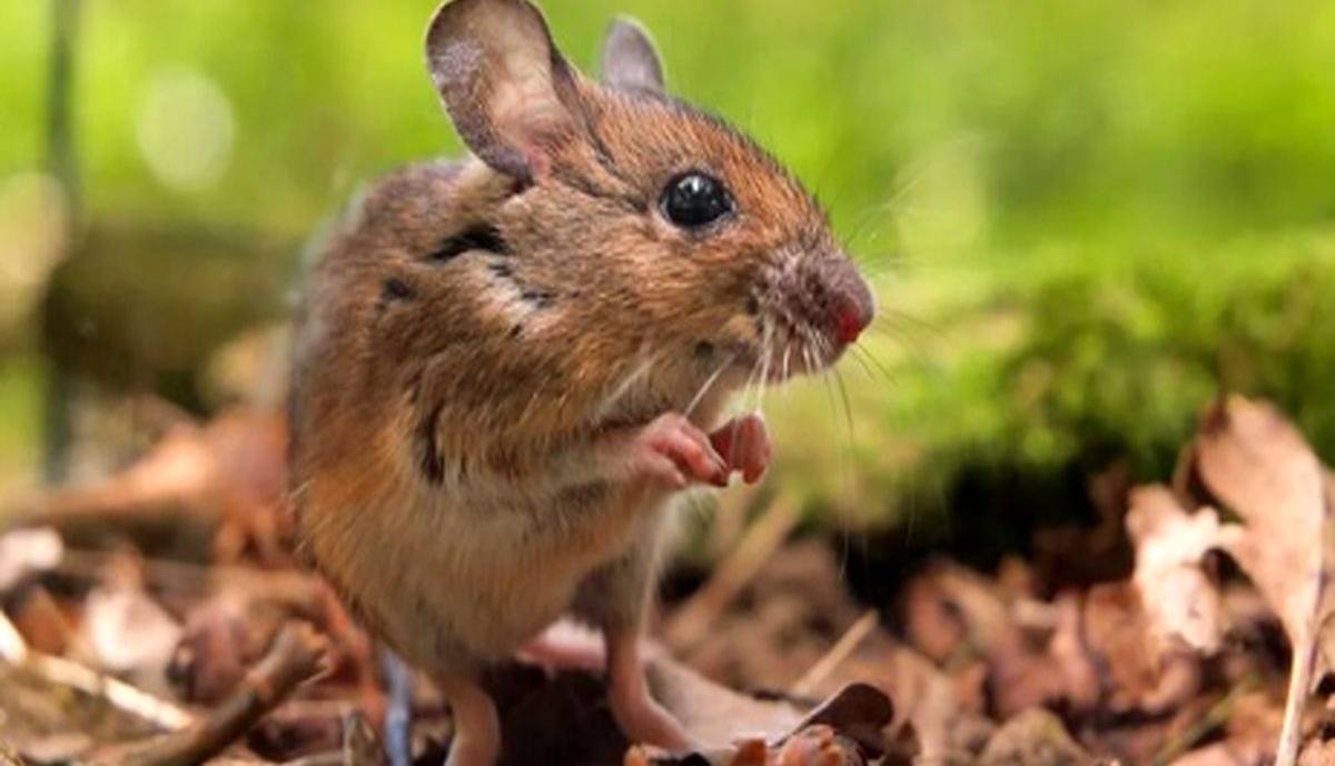 تولد موش از انسان!