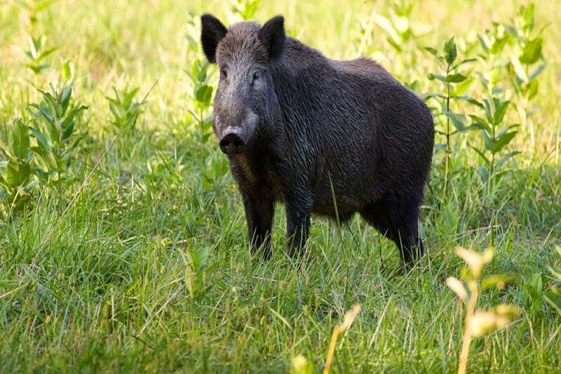 خوک خوش شانس