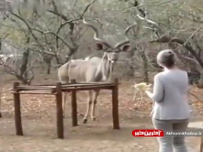 به حیوانات وحشی نزدیک نشوید