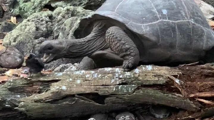 شکار کبوتر توسط لاک پشت!